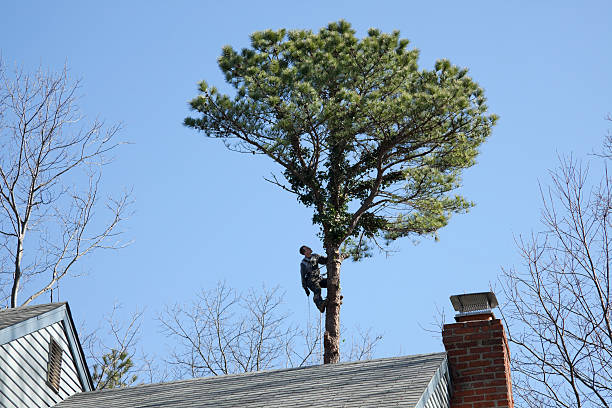 How Our Tree Care Process Works  in  Stapleton, AL